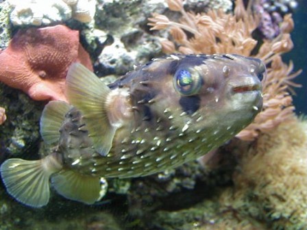 Porcupine Puffer