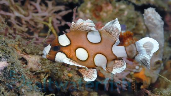 Spotted Sweetlips