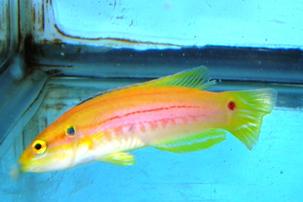 Twospot Candy Hogfish - South Asia