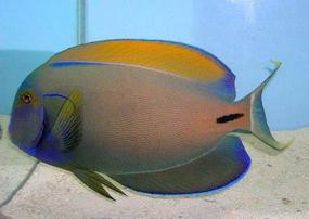 Fowler's Surgeonfish
