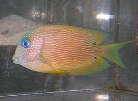 Blue Eyed Tang - Africa - Tangs - Saltwater Fish