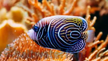 Emperor Angelfish - South Asia