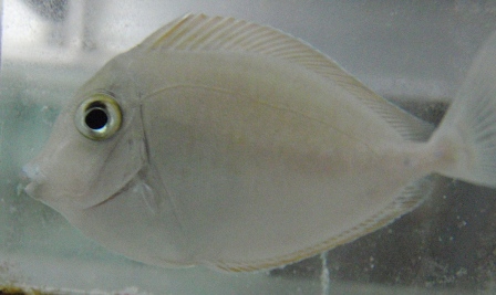 White Spine Unicorn Tang