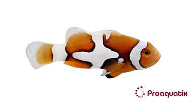 Semi Picasso Percula Clownfish - Pacific