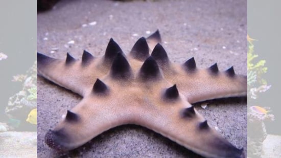 Chocolate Chip Starfish - Starfish - Invertebrates 