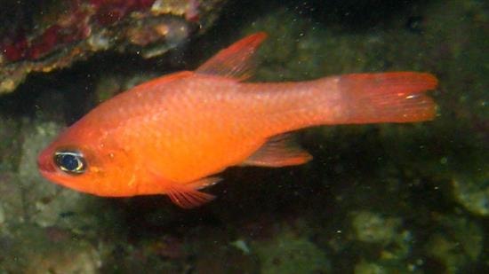 Ruby Cardinal Cardinals Saltwater Fish
