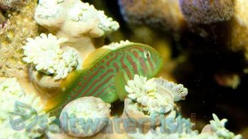 ruby red dragonet blennies
