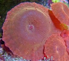 Mushroom Coral: "Aussie Atomic Red" - Australia