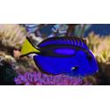 Blue Hippo Tang - Central Pacific