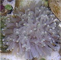 Plate Coral - Long Tentacle