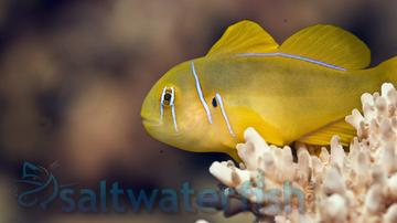 Citron Clown Goby - South Asia