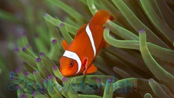 Maroon Clownfish - Melanesia