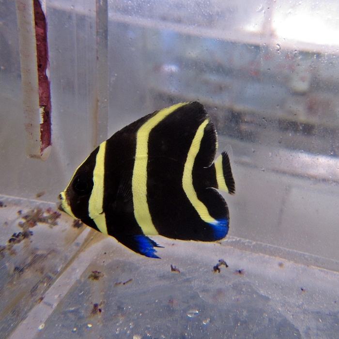 Black Angelfish