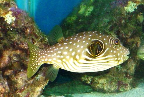 Stars and Stripes Puffer