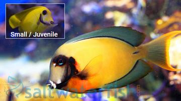 Yellow Mimic (Chocolate) Tang - Central Pacific