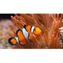 True Percula Clownfish: Misbar - Captive Bred