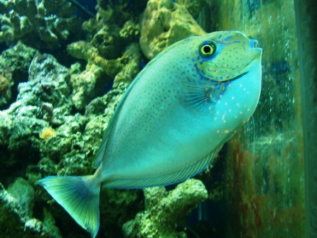 Vlamingii Tang- Super Special - Tangs - Saltwater Fish