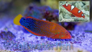 Red Coris Wrasse - Central Pacific