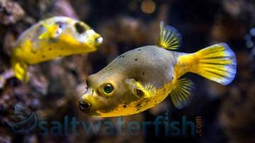 Yellowbelly Dogface - Central Pacific
