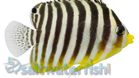 Multi-Barred Angelfish - Central Pacific