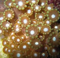 Alveopora Coral: Branching - Aquacultured