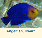 Angelfish, Dwarf