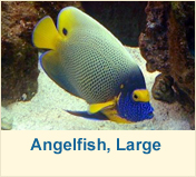 Angelfish, Large