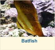 Batfish