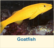 Goatfish