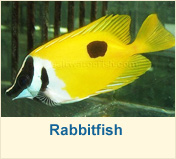 Rabbitfish