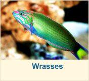 Wrasses