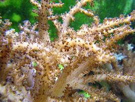Colt Soft Coral: Australia / Coral Sea