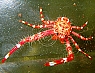 Crinoid Squat Lobster: Colored