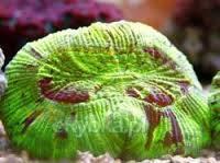 Brain Coral - Green - Australia
