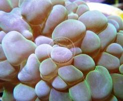 Bubble Coral: Green