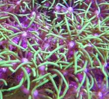 Star Polyp: Metallic Green - Aquacultured