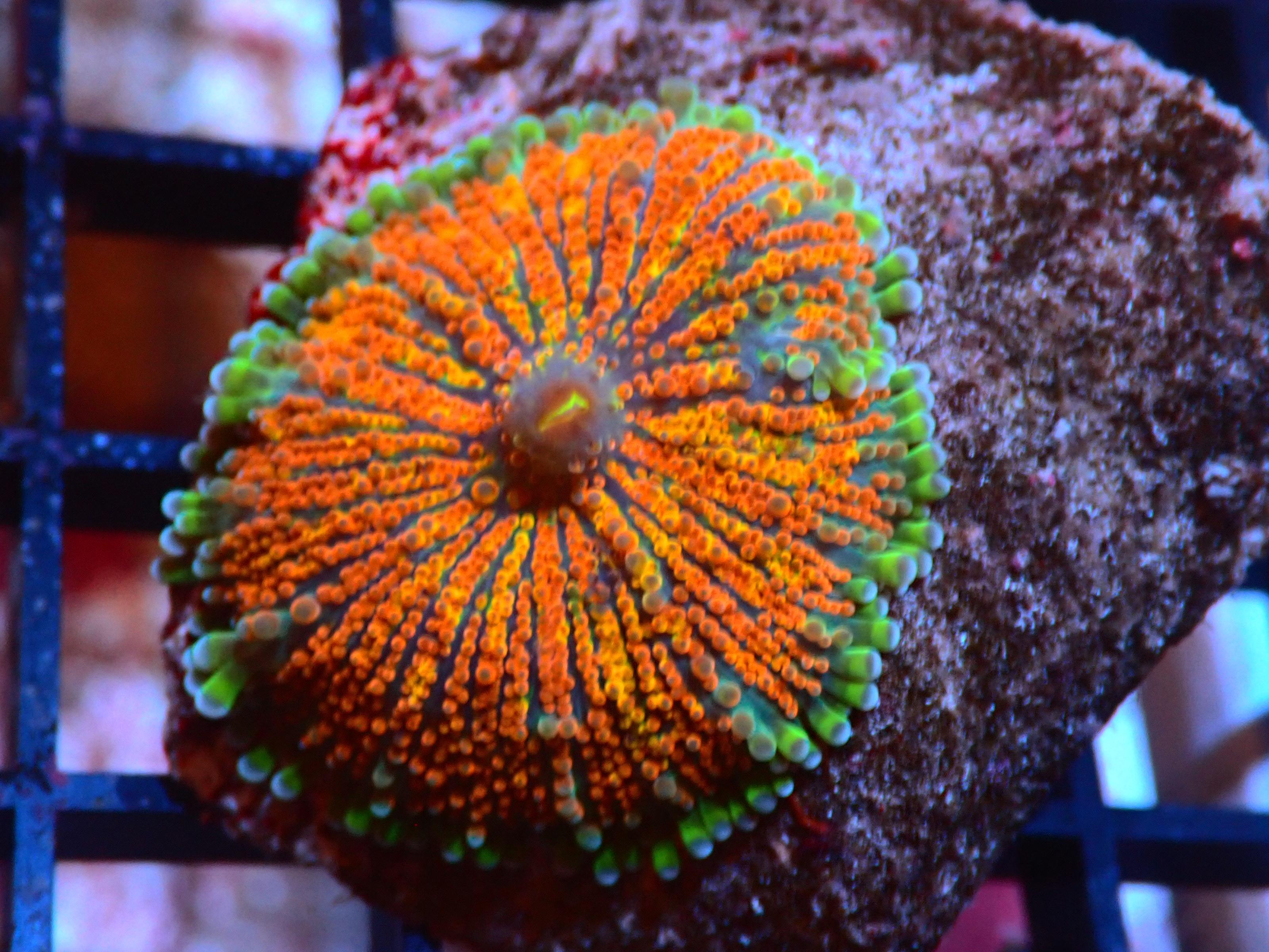 reef rainbow recordia mushroom