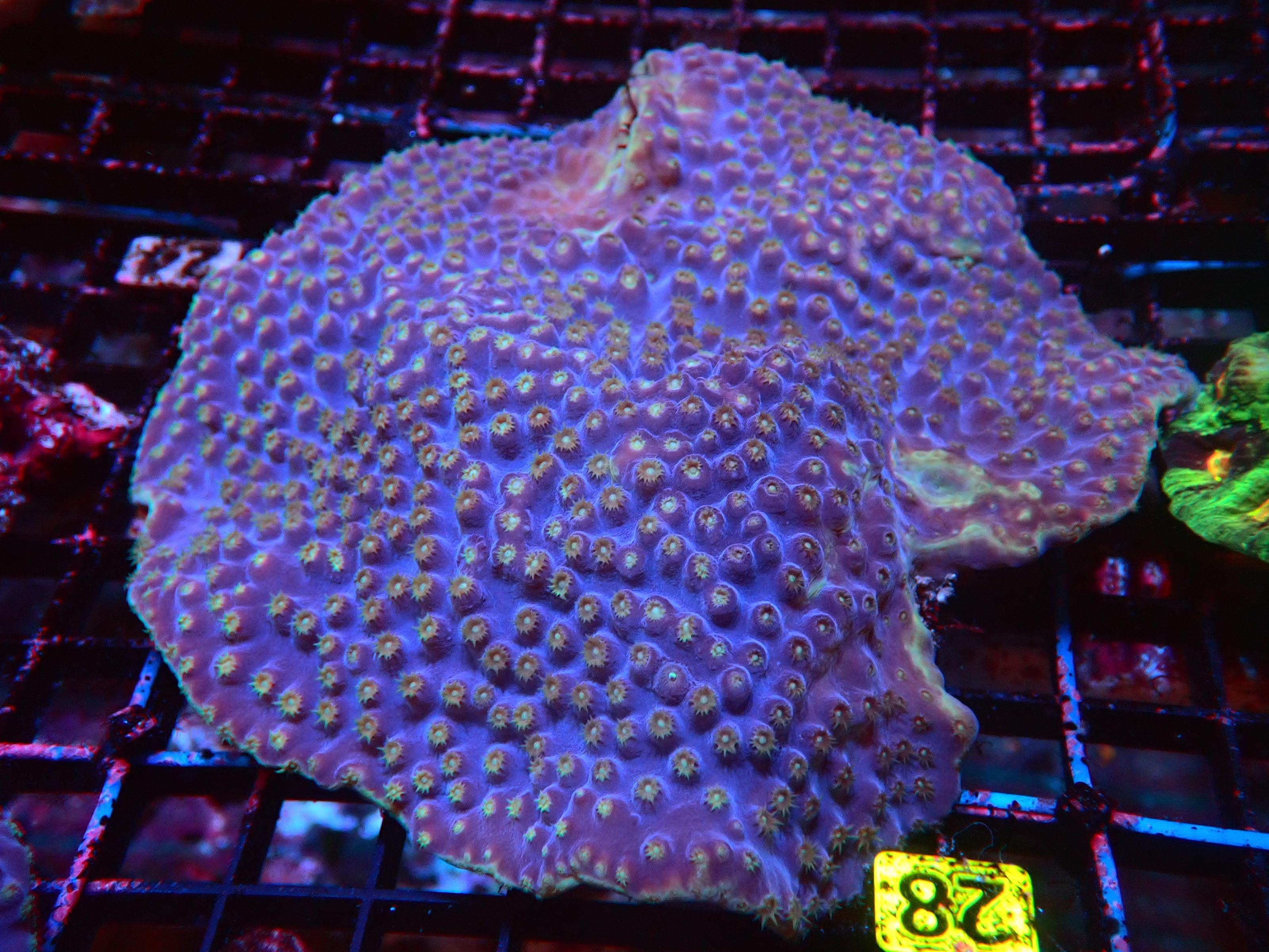 C23 -SCROLL CORAL LA LAKER - Sps Corals