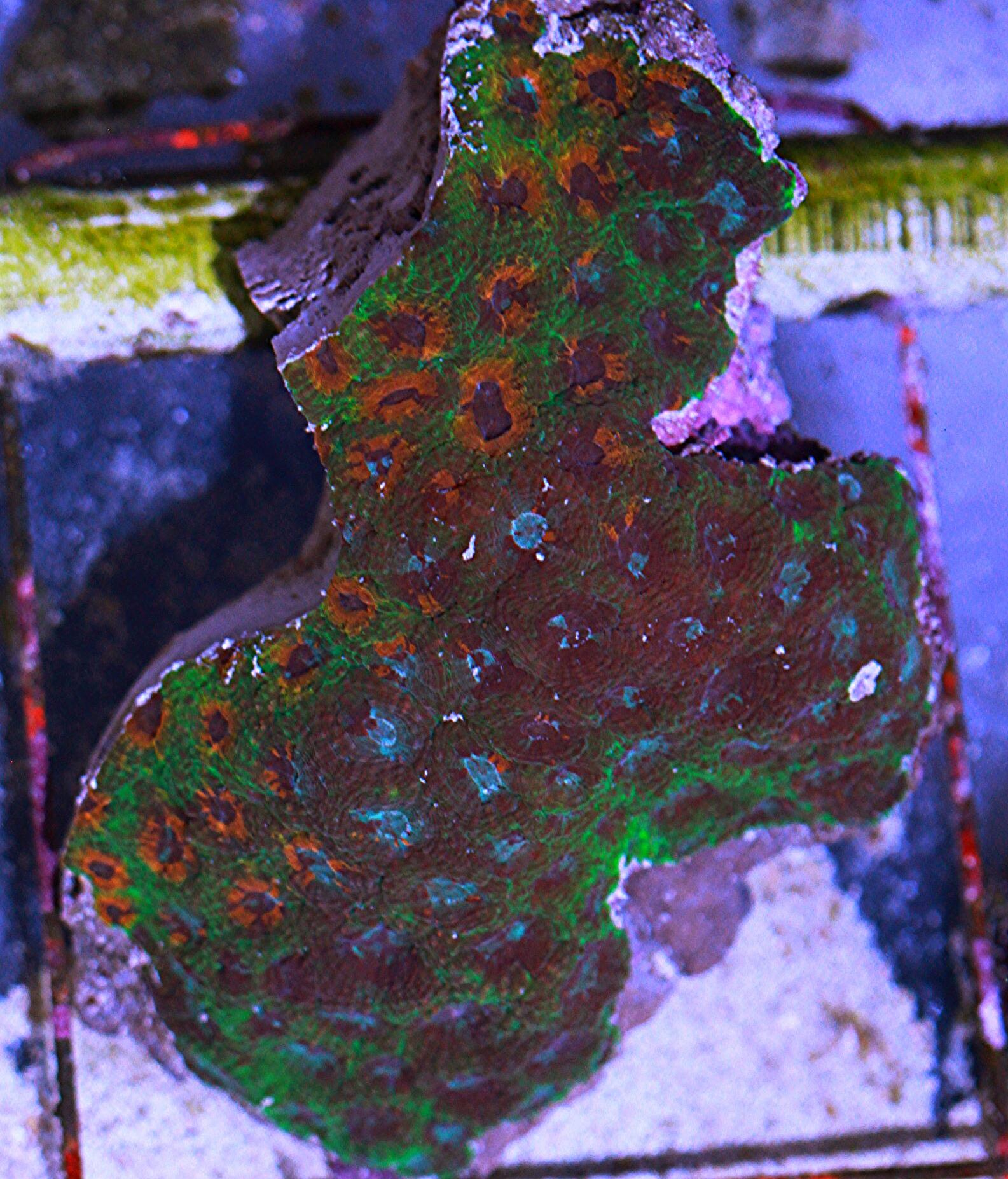 ACAN ECHINATA