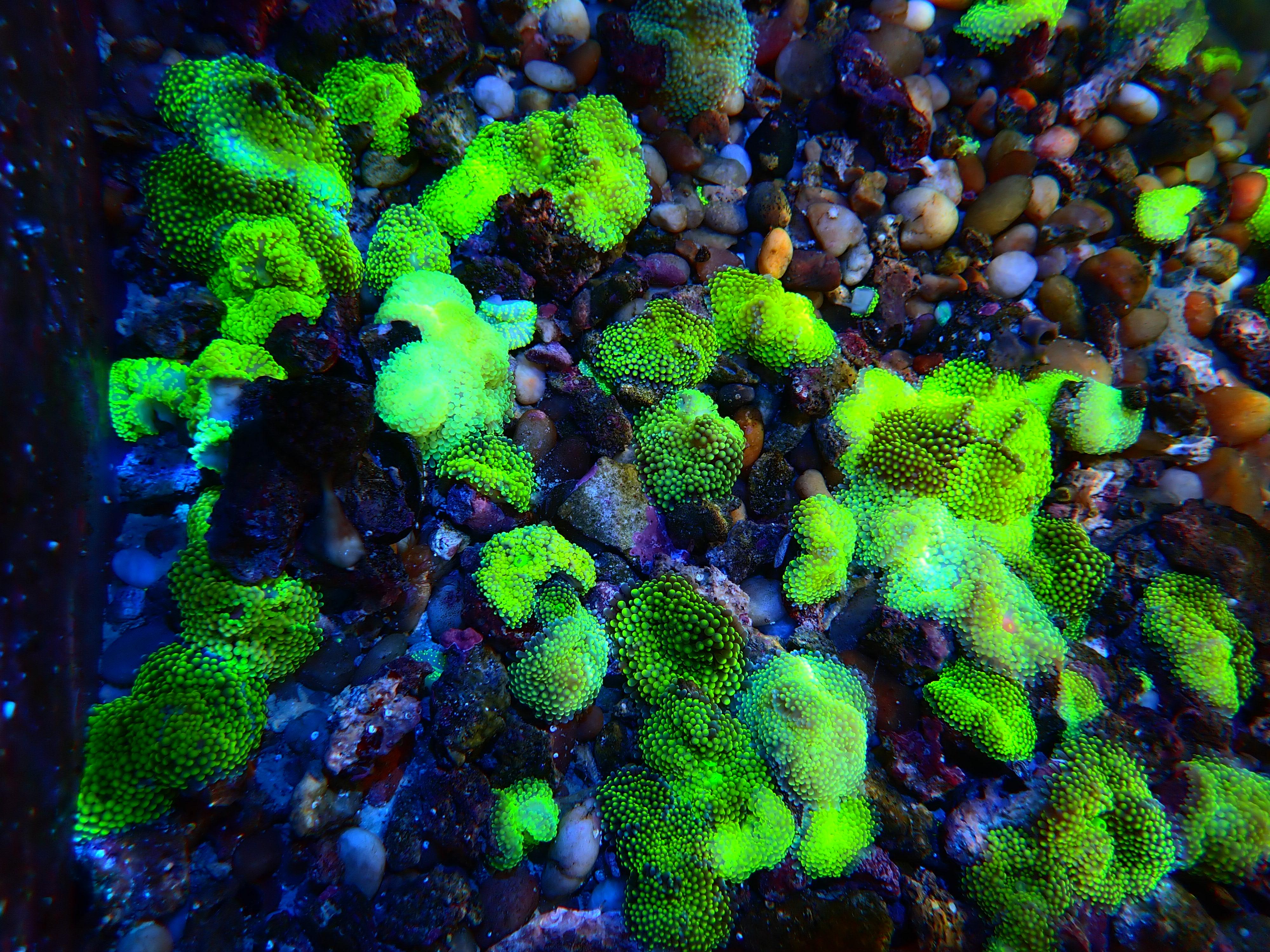recordia coral