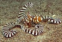 Zebra Octopus