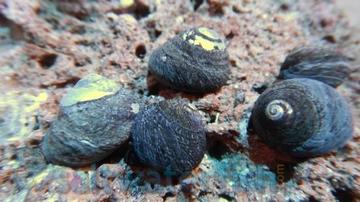 Big Boy Reef Package! 100 Red Leg Hermit Crabs + 100 Margarita Cleaner Snails