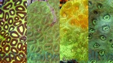 Favia Brain Coral: Color