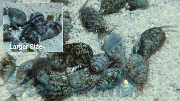 Nassarius Snail - Group of 10