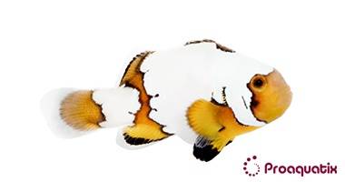 Snowflake Clownfish Premium - Captive Bred Grade A