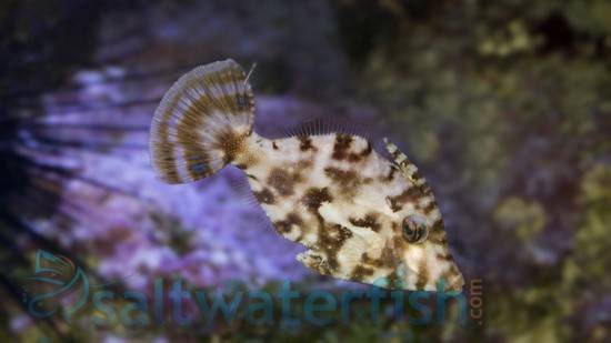 Aiptasia Eating Filefish