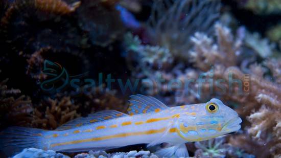 Diamond Goby