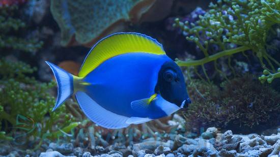 Powder Blue Tang