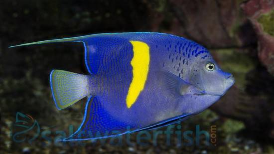 Maculosus Angelfish Sub Adult/Changing - Red Sea