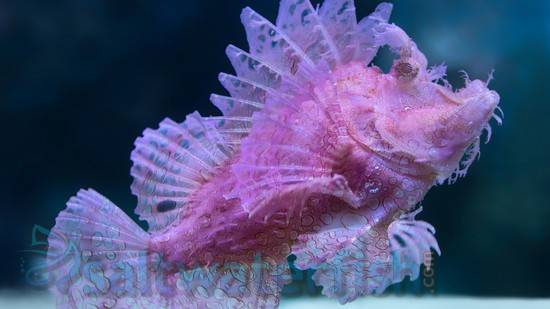 rhino scorpion fish www